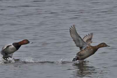 Pochard male and female - Taffeland - Aythya ferina