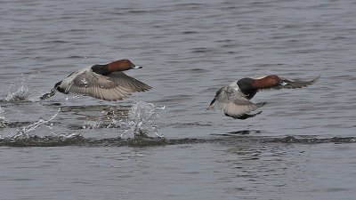 Pochard male - Taffeland - Aythya ferina