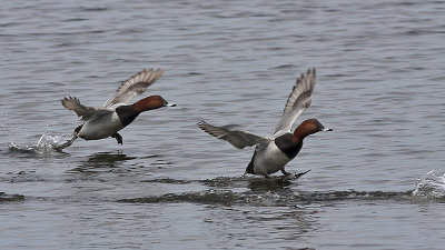 Pochard male - Taffeland - Aythya ferina