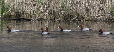 Pochard male - Taffeland - Aythya ferina