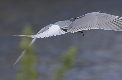 Common Tern - Fjordterne - Sterna hirundo