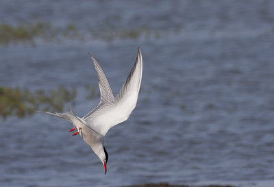 Common Tern - Fjordterne - Sterna hirundo