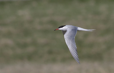 Common Tern - Fjordterne - Sterna hirundo