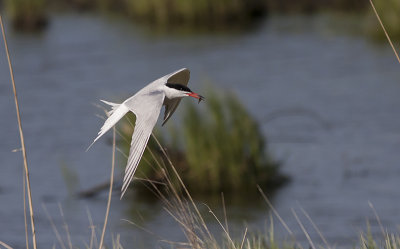 Common Tern - Fjordterne - Sterna hirundo