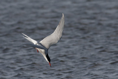 Common Tern - Fjordterne - Sterna hirundo