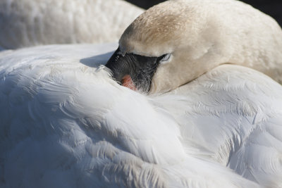 Mute Swan - Knopsvane - Cygnus olor