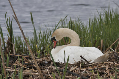Mute Swan - Knopsvane - Cygnus olor