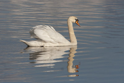 Mute Swan - Knopsvane - Cygnus olor
