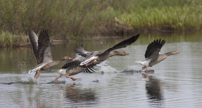 Greylag Goos - Grågæs - Anser anser