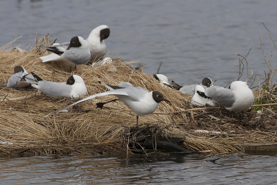Black-headed Gull - Hættemåge - Larus ridibundus