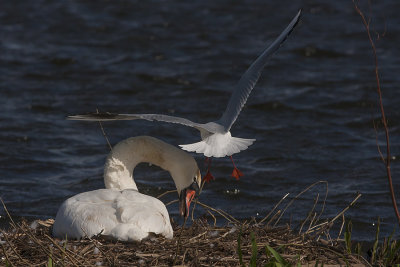 Black-headed Gull - Hættemåge - Larus ridibundus