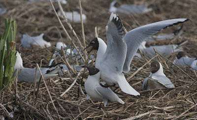 Black-headed Gull - Hættemåge - Larus ridibundus