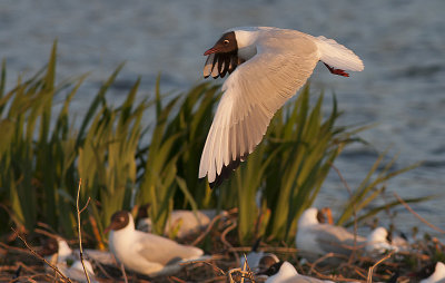 Black-headed Gull - Hættemåge - Larus ridibundus