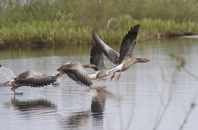 Greylag Goos - Grågæs - Anser anser