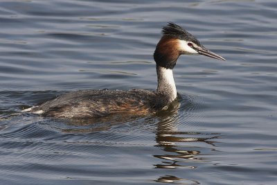 Great Crested Grebe - Toppet lappedykker - Podiceps cristatus