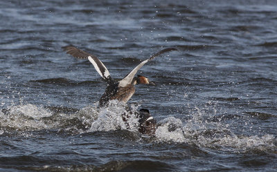 Great Crested Grebe - Toppet lappedykker - Podiceps cristatus