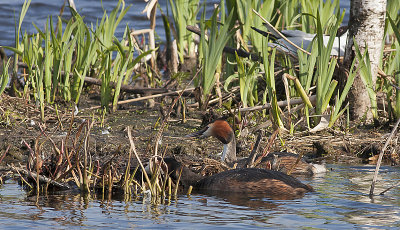 Great Crested Grebe - Toppet lappedykker - Podiceps cristatus