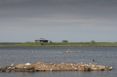 Fågeludden