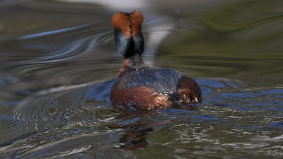 Slavonian Grebe - Nordisk Lappedykker - Podiceps auritus 