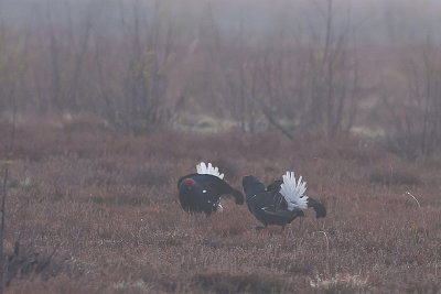 Black Grouse - Urfugl - Tetrao tetrix