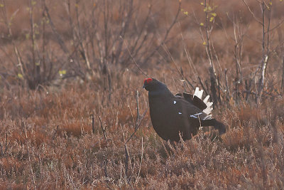 Black Grouse - Urfugl - Tetrao tetrix