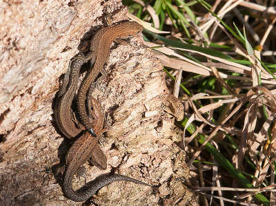 Common Lizard - Alm. Firben - Larcerta vivipara