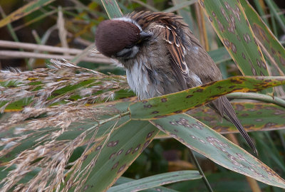 STree Sparrow - Skovspurv - Passer montanus