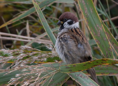 Tree Sparrow - Skovspurv - Passer montanus