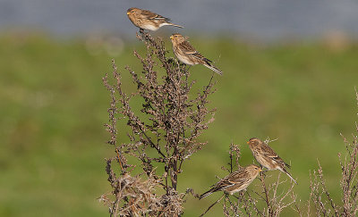 Twite - Bjergirisk - Carduelis flavirostris