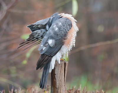 Sparrowhawk male- Spurvehg  - Accipiter nisus