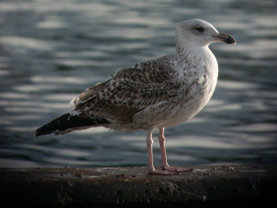 Great Black -backed juv - Svartbag juv - Larus marinus