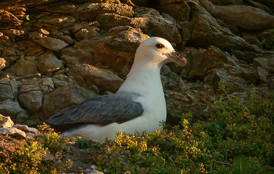 Fulmar -Mallemuk - Fulmarus glacialis