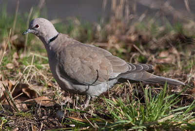 Collared Dove _ Tyrkerdue - Streptopelia decaocto 