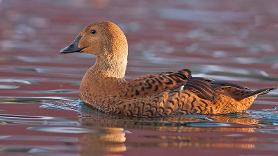 King Eider - Kongeedderfugl- Somateria spectabilis