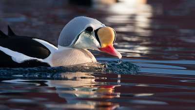 King Eider - Kongeedderfugl- Somateria spectabilis