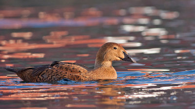 King Eider - Kongeedderfugl- Somateria spectabilis