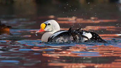 King Eider - Kongeedderfugl- Somateria spectabilis