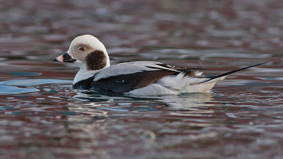 Long-tailled Duck - Havlit - Clangula hyemalis