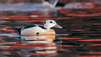 Stellers Eider - Stellersand - Polysticta stelleri