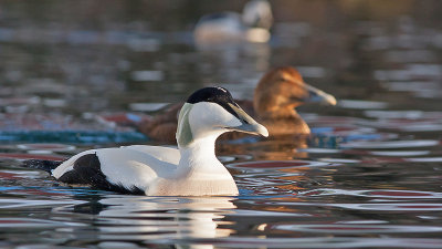 Common Eider - Ederfugl - Somateria mollissima