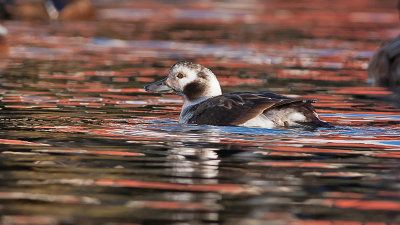 Long-tailled Duck - Havlit - Clangula hyemalis