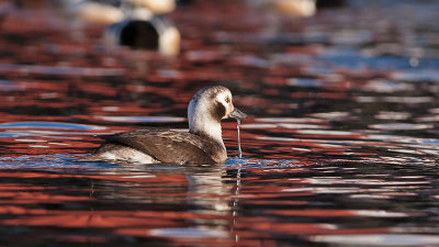 Long-tailled Duck - Havlit - Clangula hyemalis