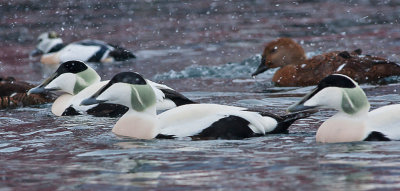Common Eider - Ederfugl - Somateria mollissima