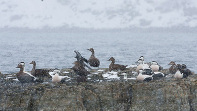 Common Eider - Ederfugl - Somateria mollissima