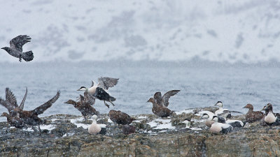 Common Eider - Ederfugl - Somateria mollissima