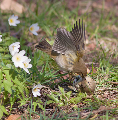 Common Chiffchaff - Gransanger - Phylloscopus collybita