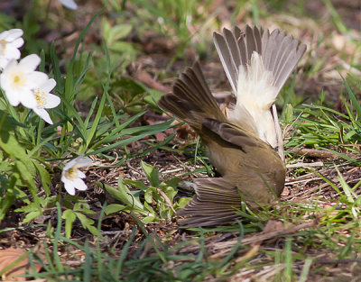 Common Chiffchaff - Gransanger - Phylloscopus collybita