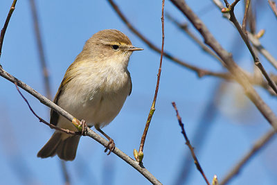 Common Chiffchaff - Gransanger - Phylloscopus collybita