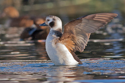 Long-tailed Duck -Havlit - Clangula hyemalis