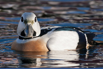 Stellers Eider male - Stellersand han -Polysticta stelleri